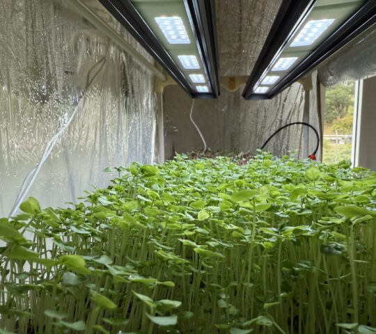 Basil_micro