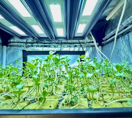 Broccoli_micro